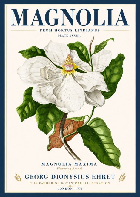 Georg Dionysius Ehret Magnolia Maxima - Flowering Branch No6 - Poszter