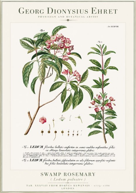 Georg Dionysius Ehret Swamp Rosemary (Ledum Palustre) No1 - Poszter