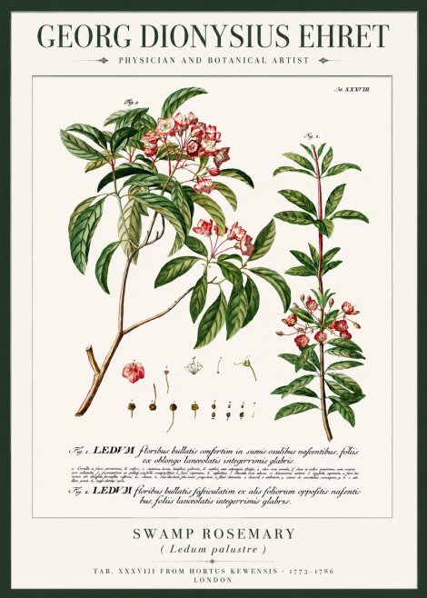 Georg Dionysius Ehret Swamp Rosemary (Ledum Palustre) No3 - Poszter