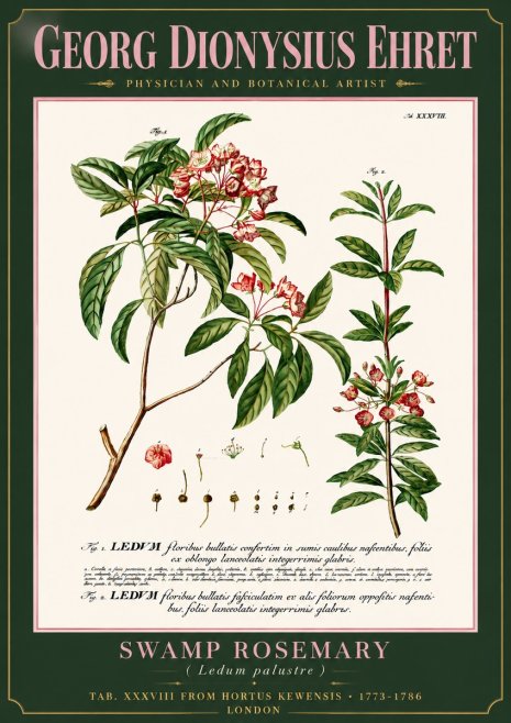 Georg Dionysius Ehret Swamp Rosemary (Ledum Palustre) No6 - Poszter
