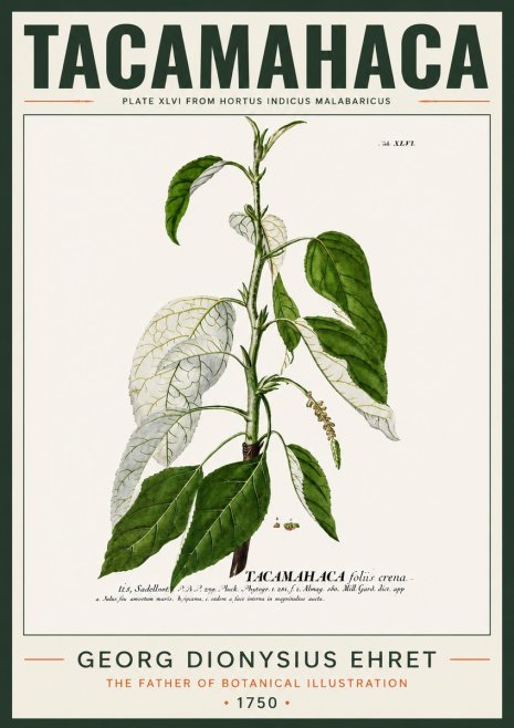 Georg Dionysius Ehret Tacamahaca (Saddlewood) No4 - Poszter