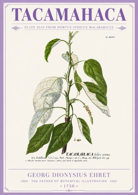 Georg Dionysius Ehret Tacamahaca (Saddlewood) No5 - Poszter