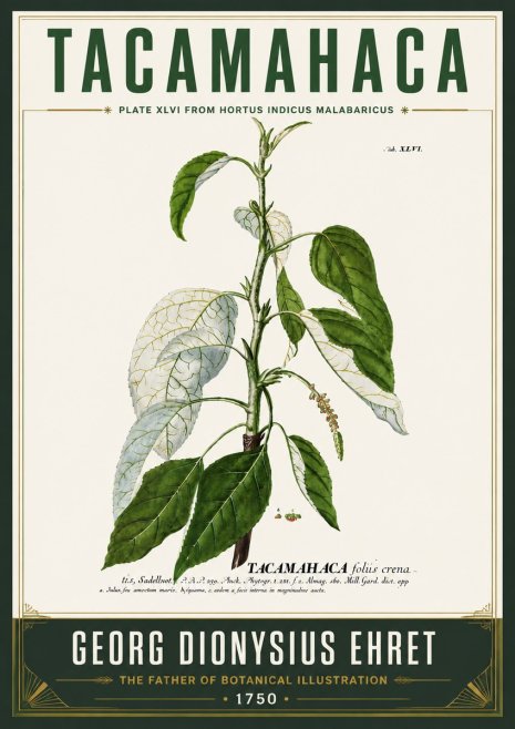 Georg Dionysius Ehret Tacamahaca (Saddlewood) No6 - Poszter
