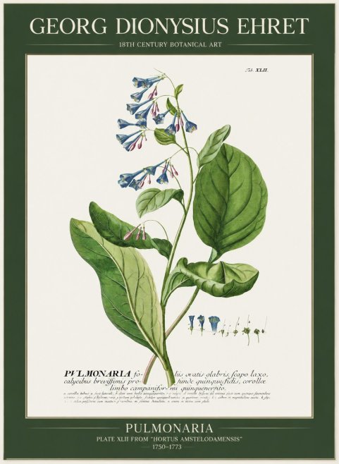 Georg Dionysius Ehret Pulmonaria No1 - Poszter
