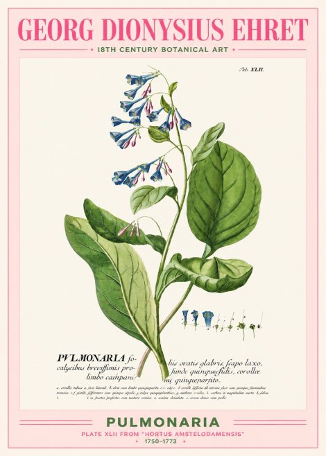 Georg Dionysius Ehret Pulmonaria No2 - Poszter