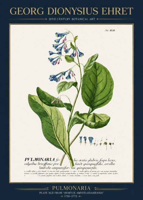 Georg Dionysius Ehret Pulmonaria No3 - Poszter