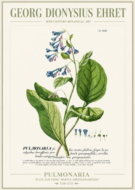Georg Dionysius Ehret Pulmonaria No4 - Poszter
