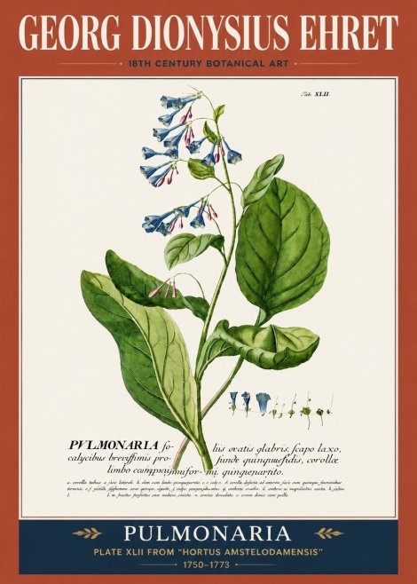 Georg Dionysius Ehret Pulmonaria No5 - Poszter