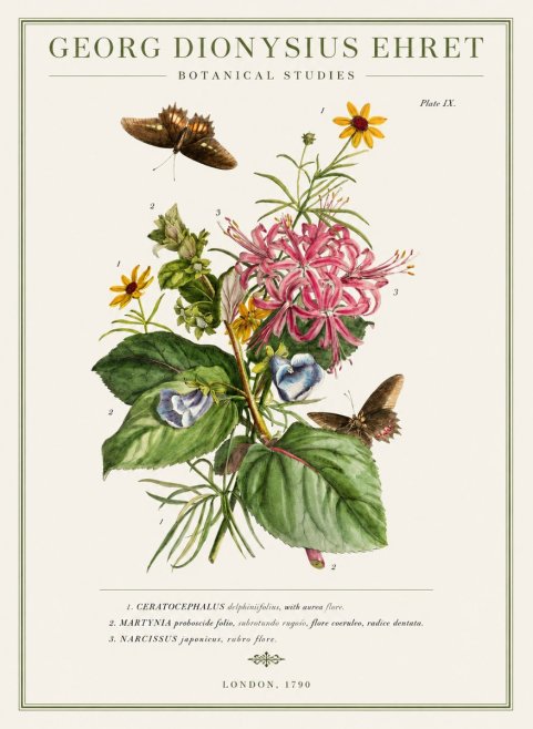 Georg Dionysius Ehret Botanical Studies - Plate Ix No1 - Poszter