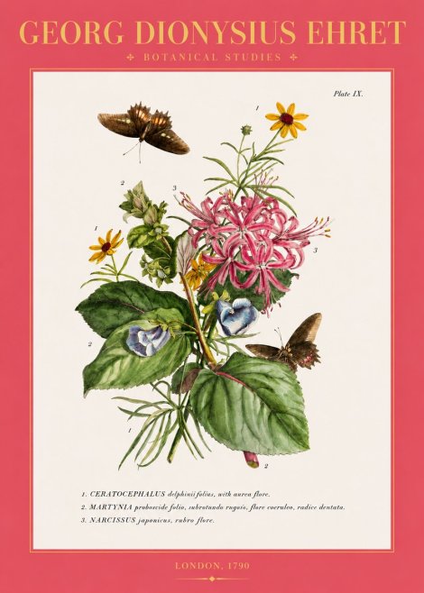 Georg Dionysius Ehret Botanical Studies - Plate Ix No2 - Poszter