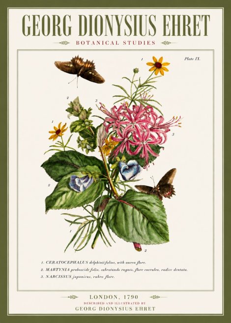 Georg Dionysius Ehret Botanical Studies - Plate Ix No5 - Poszter