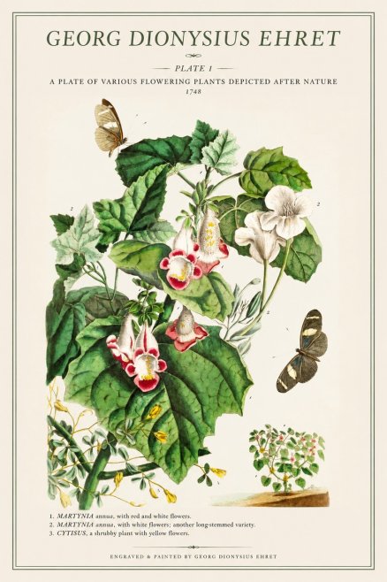 Georg Dionysius Ehret A Plate of Various Flowering Plants Depicted After Nature 1748 No1 - Poszter