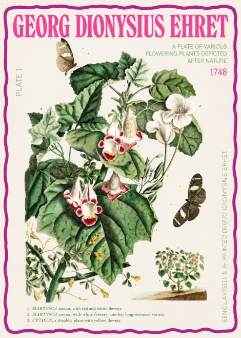 Georg Dionysius Ehret A Plate of Various Flowering Plants Depicted After Nature 1748 No2 - Poszter