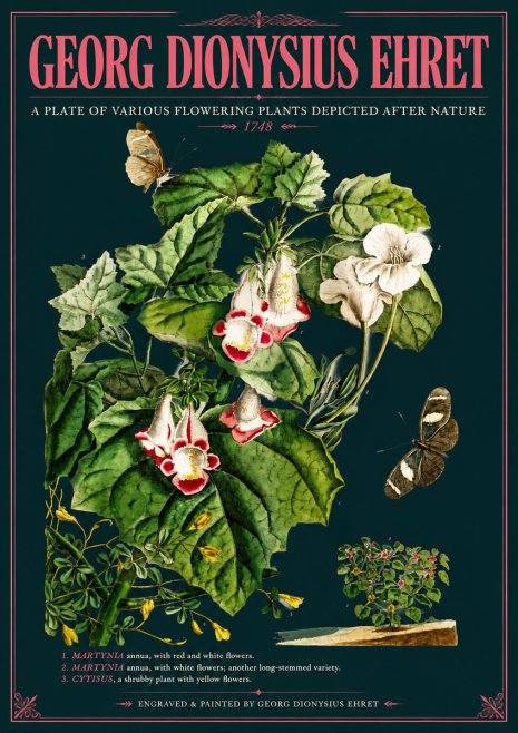 Georg Dionysius Ehret A Plate of Various Flowering Plants Depicted After Nature 1748 No6 - Poszter