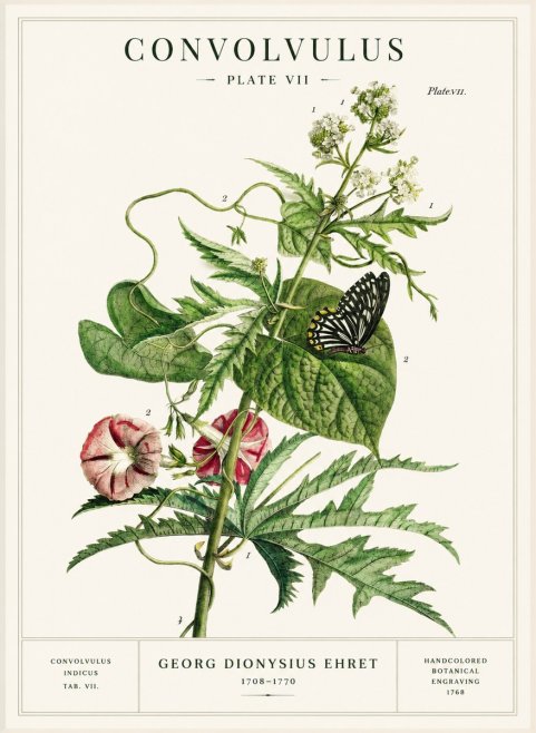 Georg Dionysius Ehret Convolvulus - Plate Vii No1 - Poszter