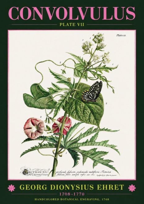Georg Dionysius Ehret Convolvulus - Plate Vii No2 - Poszter