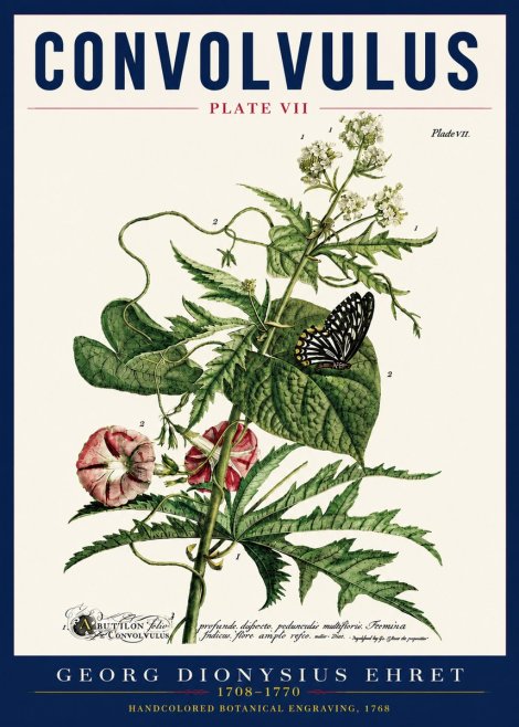 Georg Dionysius Ehret Convolvulus - Plate Vii No5 - Poszter