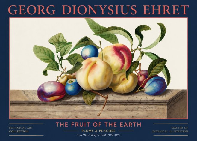 Georg Dionysius Ehret Plums & Peaches No2 - Poszter