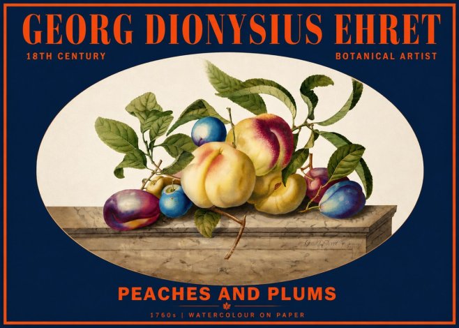 Georg Dionysius Ehret Plums & Peaches No6 - Poszter
