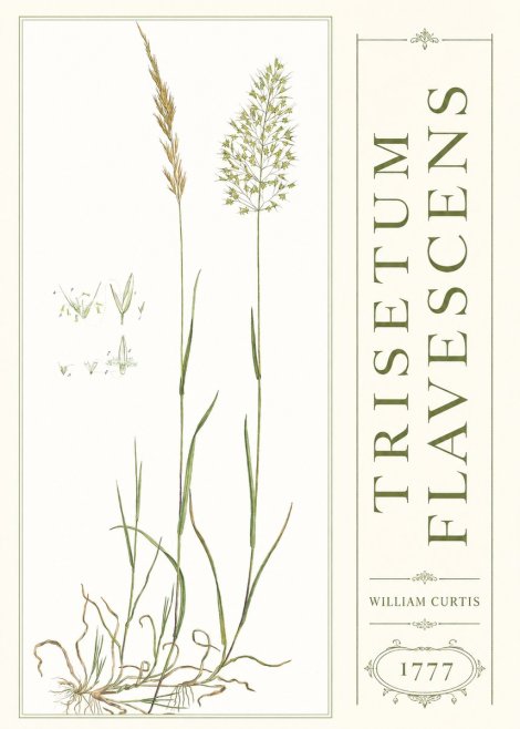 William Curtis Trisetum Flavescens I No3 - Poszter