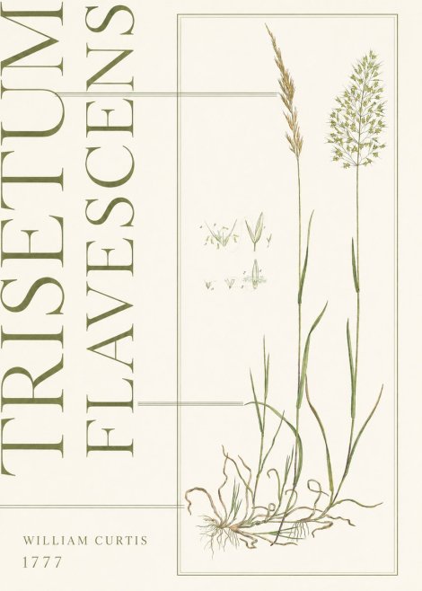 William Curtis Trisetum Flavescens I No5 - Poszter