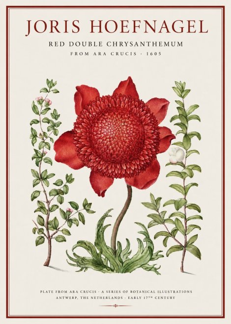 Joris Hoefnagel Red Double Chrysanthemum No1 - Poszter