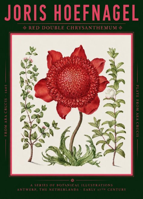 Joris Hoefnagel Red Double Chrysanthemum No2 - Poszter
