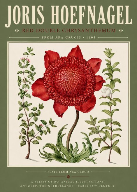 Joris Hoefnagel Red Double Chrysanthemum No4 - Poszter