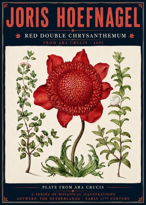 Joris Hoefnagel Red Double Chrysanthemum No6 - Poszter