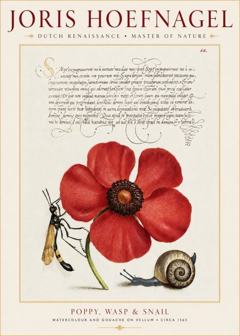 Joris Hoefnagel Poppy, Wasp & Snail No1 - Poszter