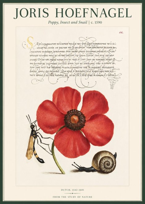 Joris Hoefnagel Poppy, Wasp & Snail No2 - Poszter