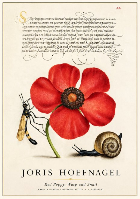 Joris Hoefnagel Poppy, Wasp & Snail No3 - Poszter