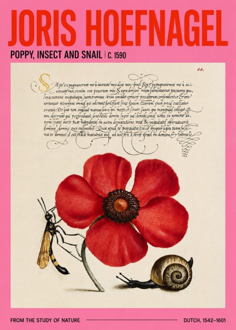 Joris Hoefnagel Poppy, Wasp & Snail No4 - Poszter