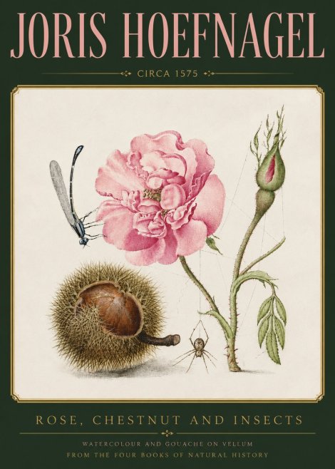 Joris Hoefnagel Rose, Chestnut and Insects No3 - Poszter