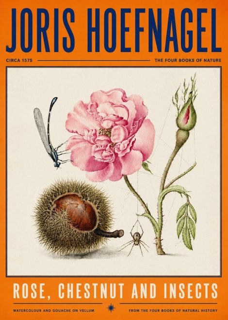 Joris Hoefnagel Rose, Chestnut and Insects No4 - Poszter