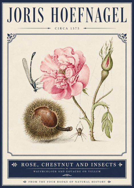 Joris Hoefnagel Rose, Chestnut and Insects No5 - Poszter