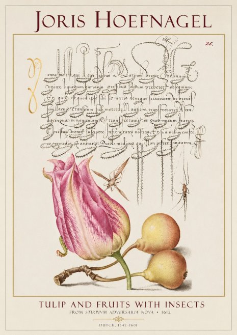Joris Hoefnagel Tulip and Fruits with Insects No1 - Poszter