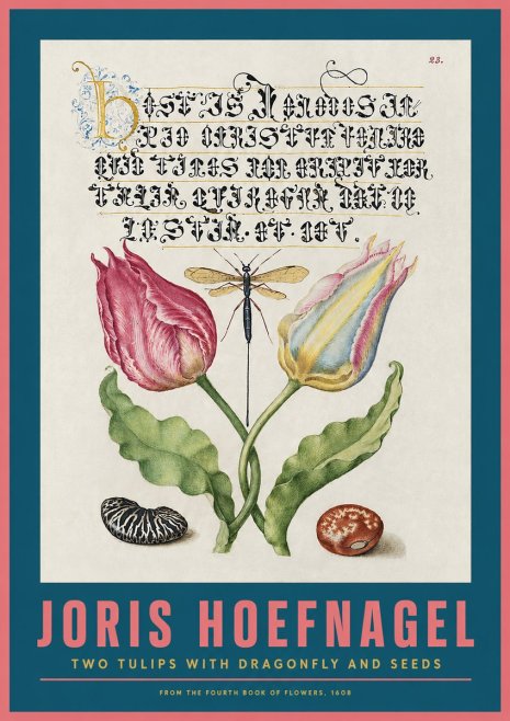 Joris Hoefnagel Two Tulips with Dragonfly and Seeds No2 - Poszter