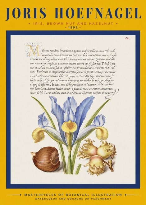 Joris Hoefnagel Iris, Brown Nut and Hazelnut No2 - Poszter