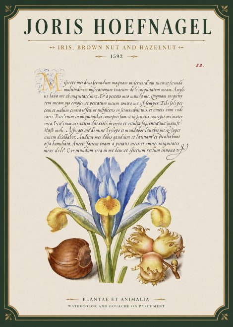 Joris Hoefnagel Iris, Brown Nut and Hazelnut No3 - Poszter