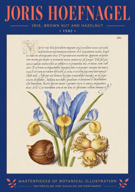 Joris Hoefnagel Iris, Brown Nut and Hazelnut No4 - Poszter