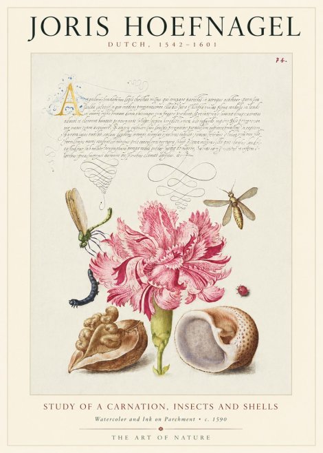 Joris Hoefnagel Study of a Carnation, Insects and Shells No1 - Poszter