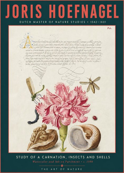 Joris Hoefnagel Study of a Carnation, Insects and Shells No3 - Poszter