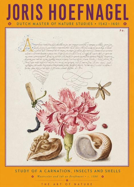 Joris Hoefnagel Study of a Carnation, Insects and Shells No4 - Poszter