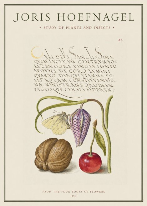 Joris Hoefnagel Study of Plants and Insects No1 - Poszter