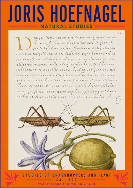 Joris Hoefnagel Studies of Grasshoppers and Plant No3 - Poszter