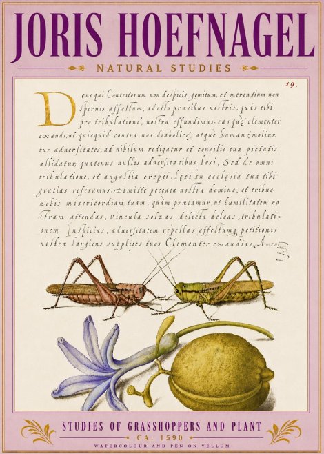 Joris Hoefnagel Studies of Grasshoppers and Plant No5 - Poszter