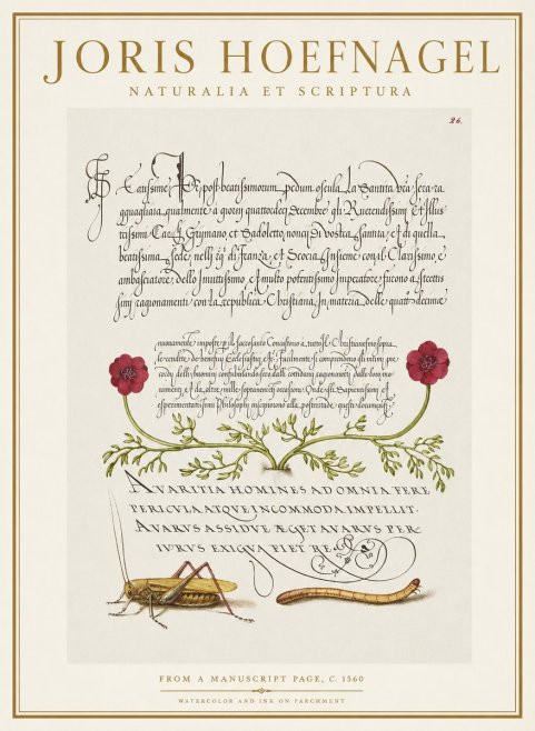 Joris Hoefnagel Illuminated Page with Flowers, Insects & Latin Script No2 - Poszter