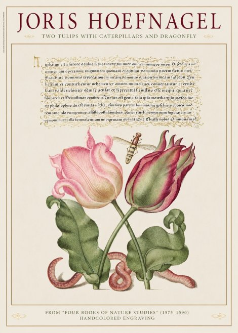 Joris Hoefnagel Two Tulips with Caterpillars and Dragonfly No1 - Poszter