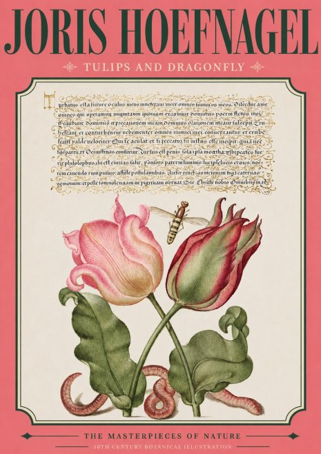 Joris Hoefnagel Two Tulips with Caterpillars and Dragonfly No4 - Poszter
